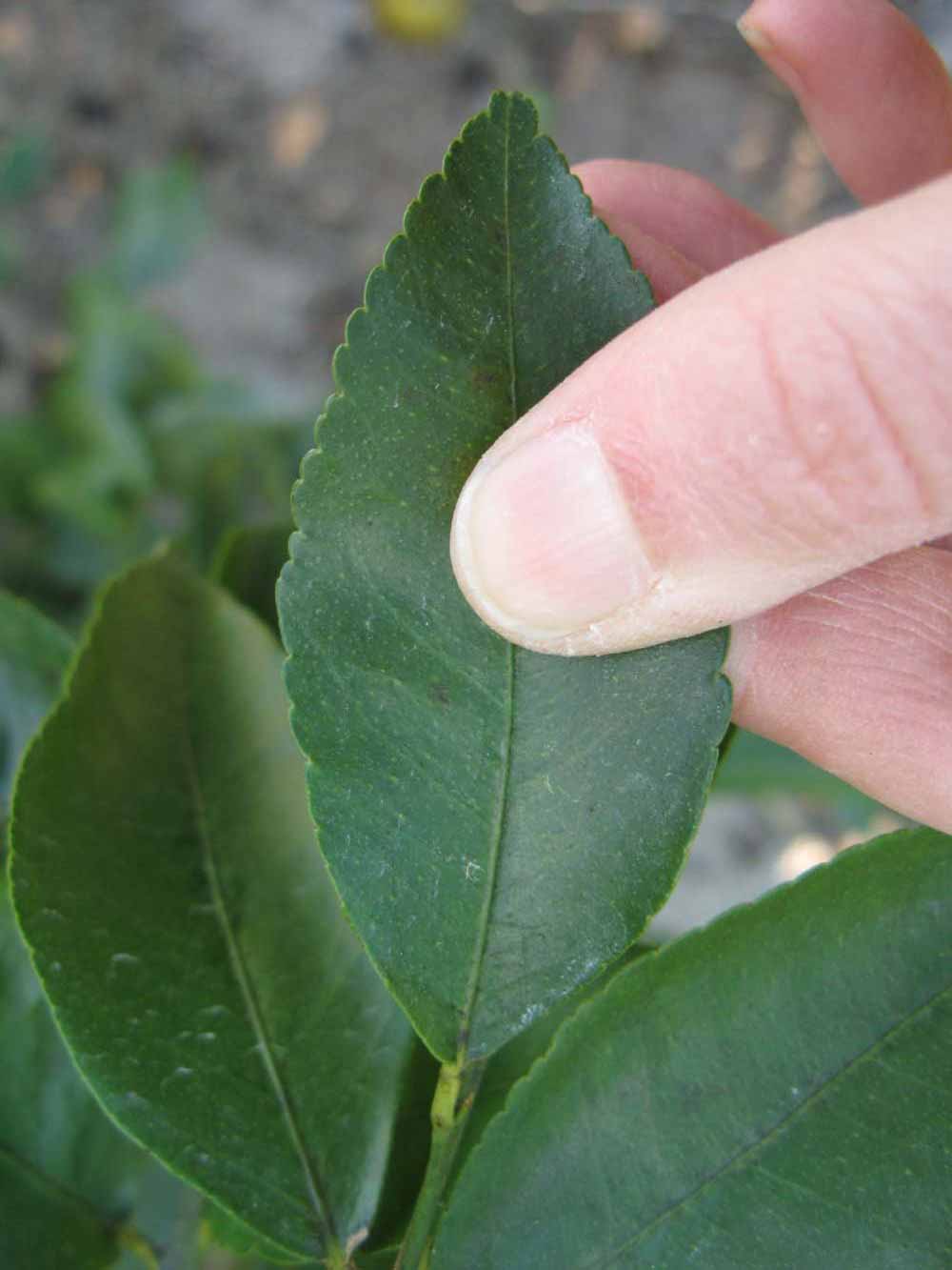            Unifoliolate leaf (Bearss, Winter Haven, FL)   